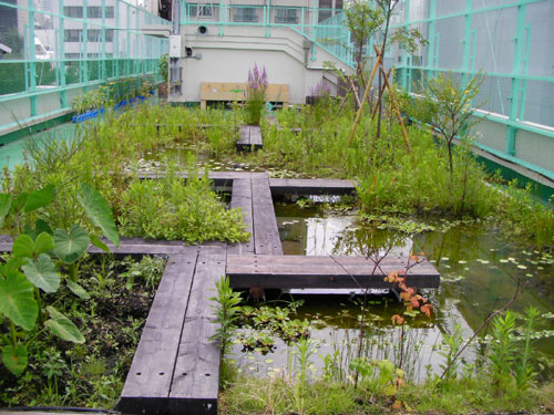 阪本小の屋上ビオトープ