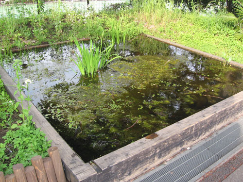 池の植物