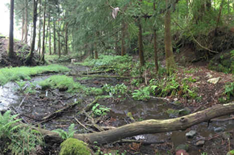旧ワサビ田の画像