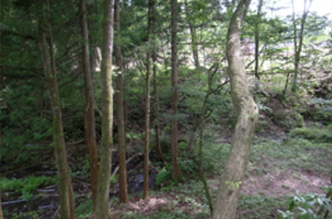 木々に覆われた沢の画像