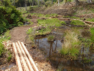 水辺へ続く道の画像