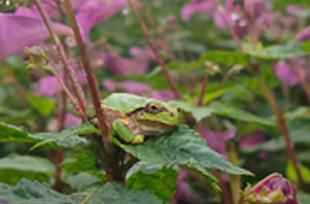 アマガエルの画像