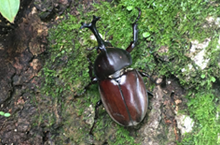 カブトムシの画像