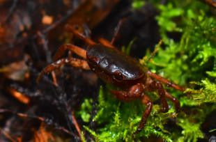 サワガニの画像