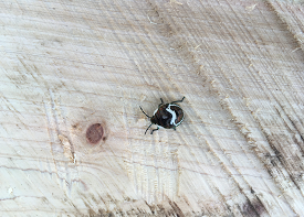 アカスジキンカメムシの画像