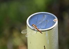 アキアカネの画像
