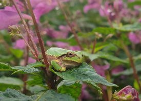 アマガエルの画像