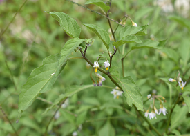アメリカイヌホウズキの画像