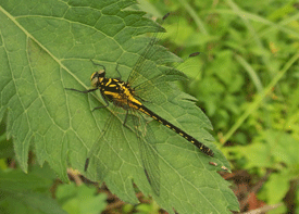 ダビドサナエの画像