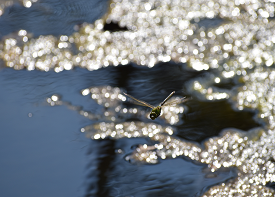 ギンヤンマの画像