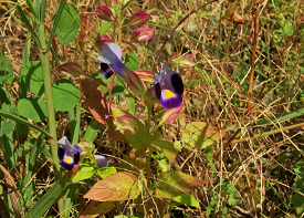 ハナウリクサの画像