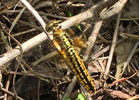 ハラビロトンボの画像