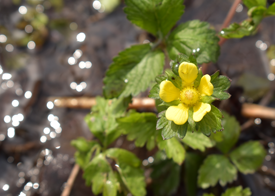 ヘビイチゴの画像