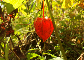 ホオズキの画像
