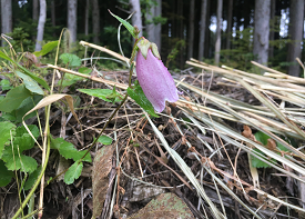 ホタルブクロの画像