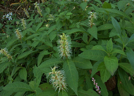 フジテンニンソウの画像