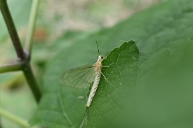 フタスジモンカゲロウの画像
