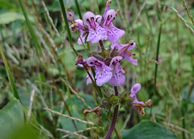 イヌゴマの画像