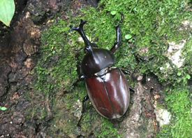 カブトムシの画像