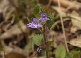カキドオシの画像