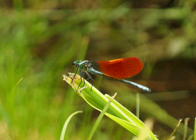 カワトンボの画像
