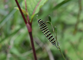キアゲハノヨウチュウの画像