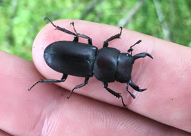 スジクワガタの画像