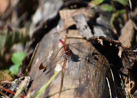 コノシメトンボの画像