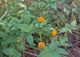 コセンダングサの画像