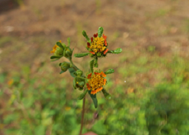 メナモミの画像