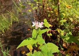 ミゾソバの画像