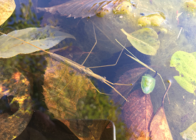 ミズカマキリの画像