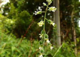 ミズタマソウの画像