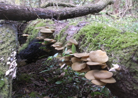 ムキタケの画像