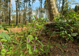 ナギナタコウジュの画像