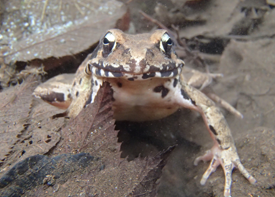 ヤマアカガエルの画像