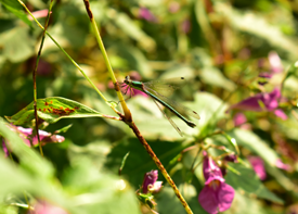 オオアオイトトンボの画像