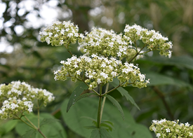 オトコエシの画像