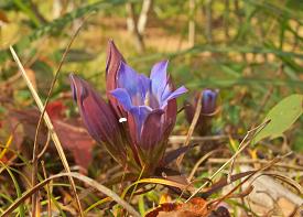 リンドウの画像