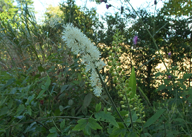 サラシナショウマの画像