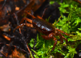 サワガニの画像