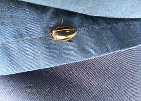 シマゲンゴロウの画像