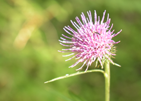 スズカアザミの画像