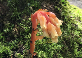 シャクジョウソウの画像