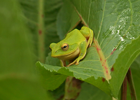 シュレーゲルアオガエルの画像