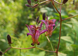 タイワンホトトギスの画像