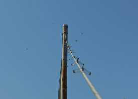 トンボノギョウレツの画像