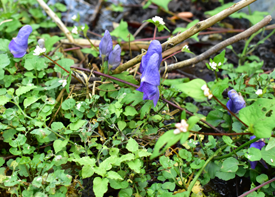 トリカブトの画像