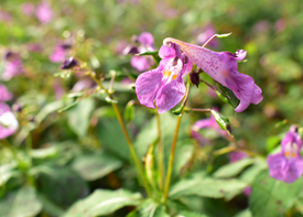 ツリフネソウの画像