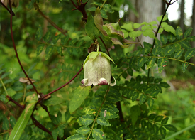 ツルニンジンの画像